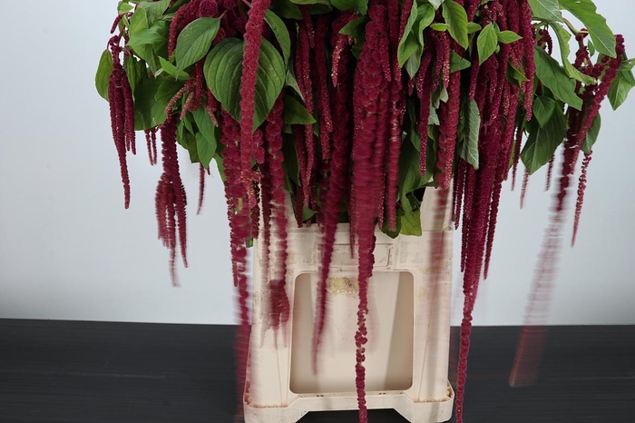 <h4>Amaranthus Hang Rood</h4>
