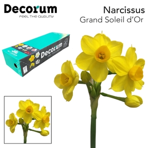 Narcissus Grand Soleil d'Or Box 2 x 50