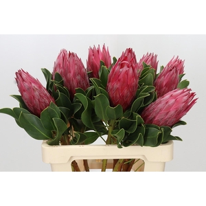Protea Cynaroides Madiba
