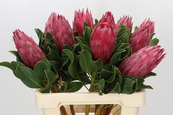 <h4>Protea Cynaroides Madiba</h4>
