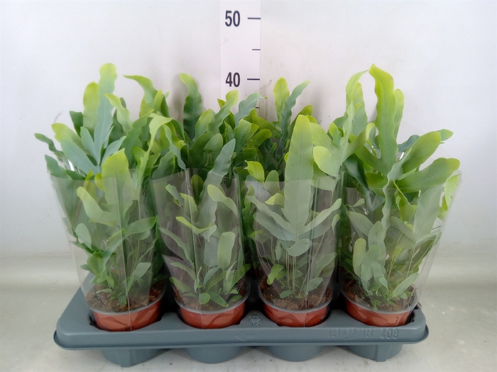 <h4>Phlebodium aureum 'Blue Star'</h4>