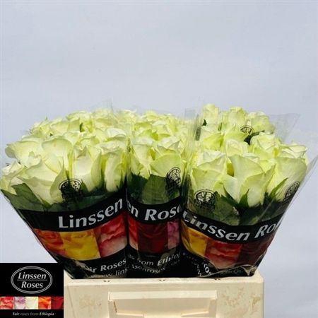 <h4>R Gr Snowstorm</h4>