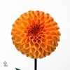 DAHLIA SOUVENIR DETE*