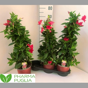 MANDE RIO GRANDE RED