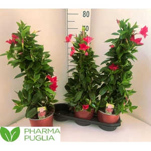 Mande Rio Grande Red