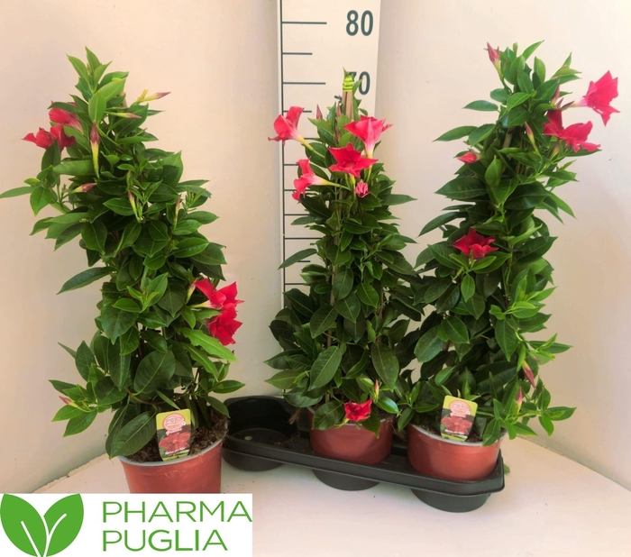 <h4>MANDE RIO GRANDE RED</h4>