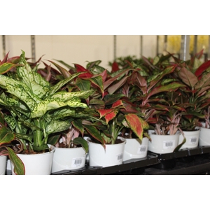 AGLAONEMA VARIADA P12 PREMIUM