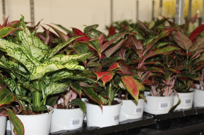 <h4>AGLAONEMA VARIADA P12 PREMIUM</h4>