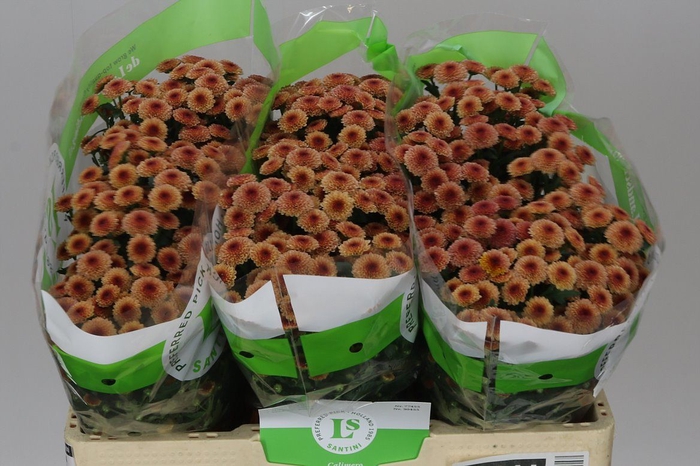 <h4>Sant Calimero Apricot</h4>