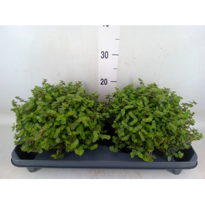 Callisia repens