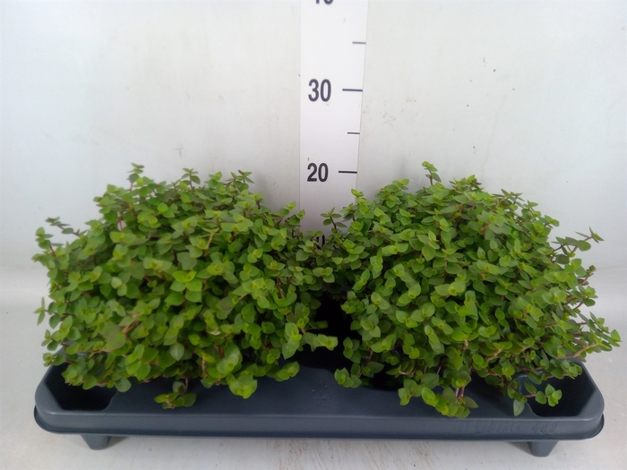 <h4>Callisia repens</h4>