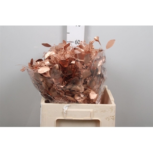 Euc Populus Berry V Copper