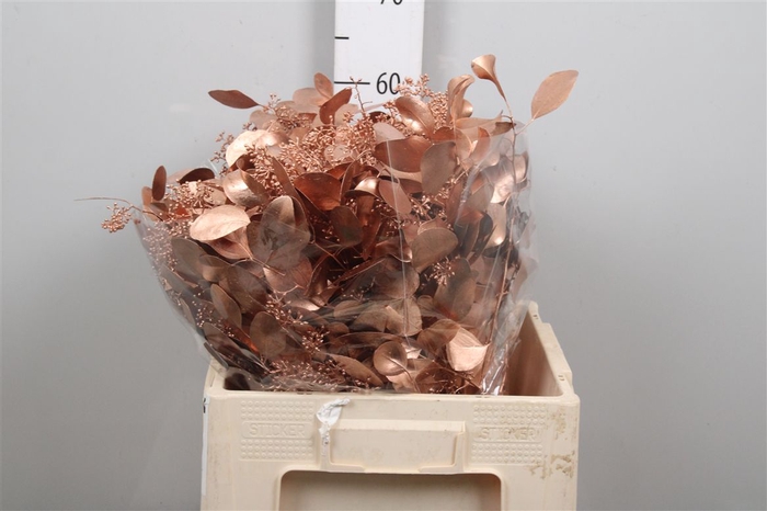 <h4>Euc Populus Berry V Copper</h4>