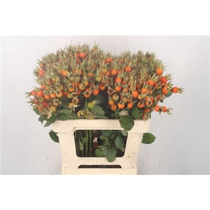 Rosa Pumpkin Orange