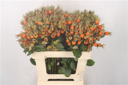 <h4>Rosa Pumpkin Orange</h4>