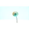 Dried Bleached Dandelion Regular Pink Orange