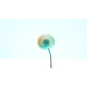 Dandelion XS Preserved Blue Pink Orange Mix