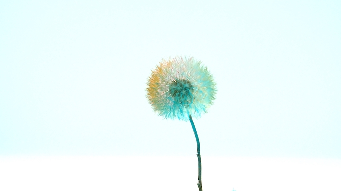 <h4>Dried Bleached Dandelion Regular Pink Orange</h4>