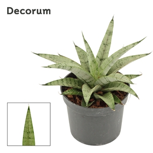 Sansevieria Silver Crown 9 cm (Decorum)