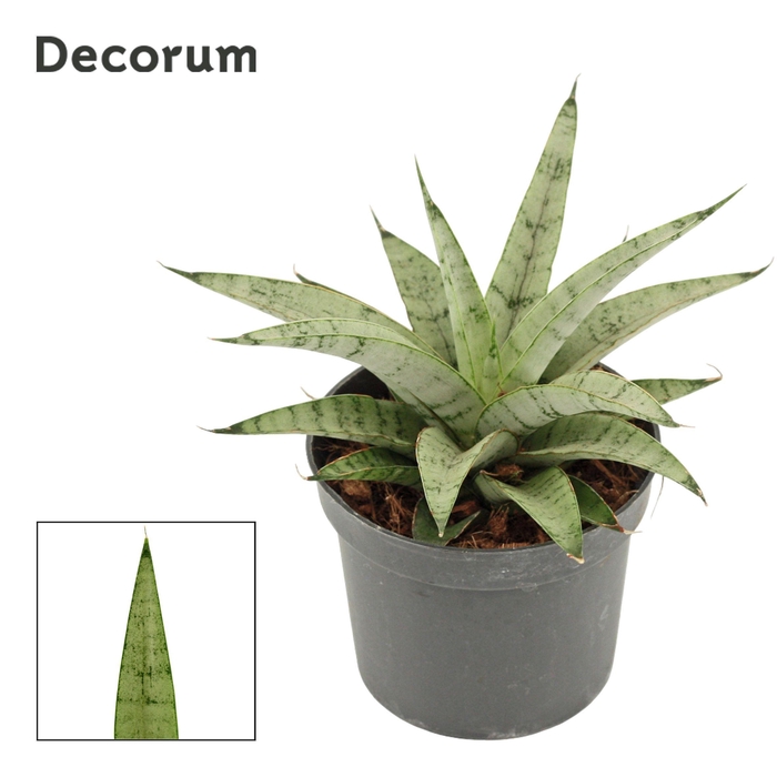 <h4>Sansevieria Silver Crown 9 cm (Decorum)</h4>