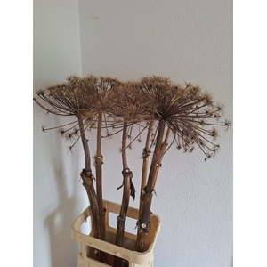 Dried Berenklauw 120cm P. Stem