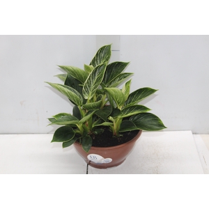 PHILODENDRON BIRKIN C21