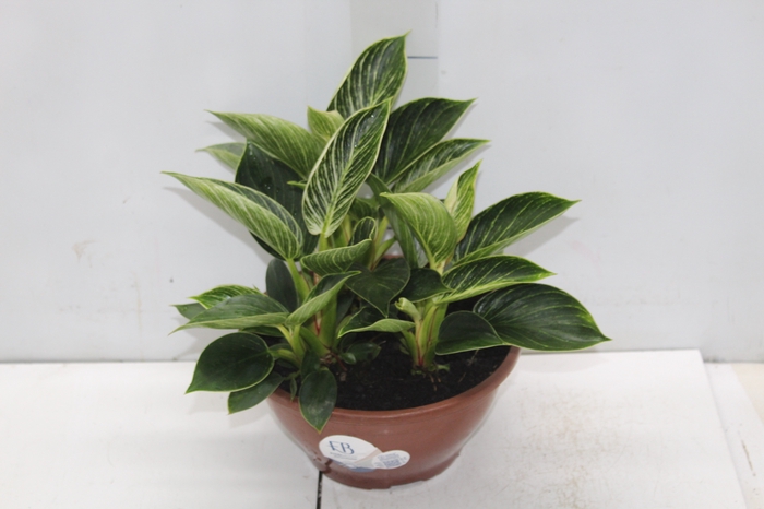 <h4>PHILODENDRON BIRKIN C21</h4>