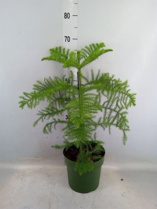 <h4>Araucaria heterophylla</h4>