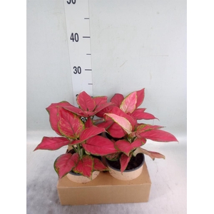 Aglaonema   ...