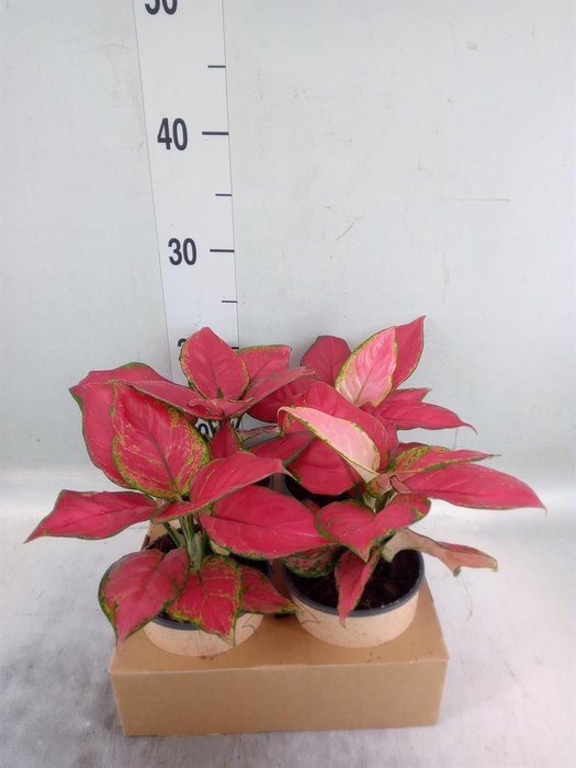 <h4>Aglaonema   ...</h4>