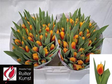 <h4>Tu En Bombita</h4>