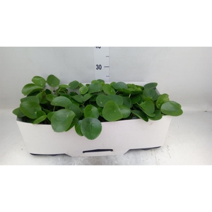 Pilea peperomioides