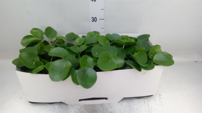 <h4>Pilea peperomioides</h4>