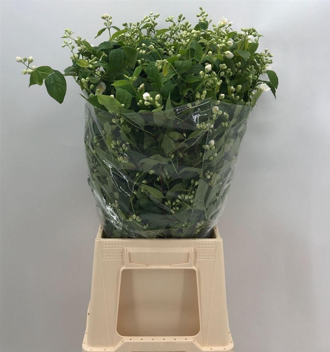 <h4>Philad Snowbelle</h4>