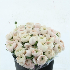 Ran Su Sr Hanoi Extra