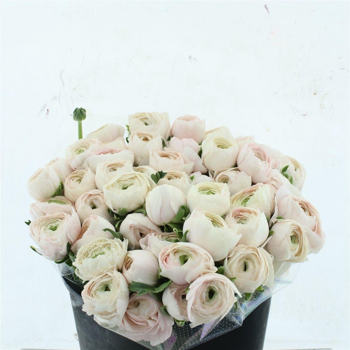 <h4>Ran Su Sr Hanoi Extra</h4>