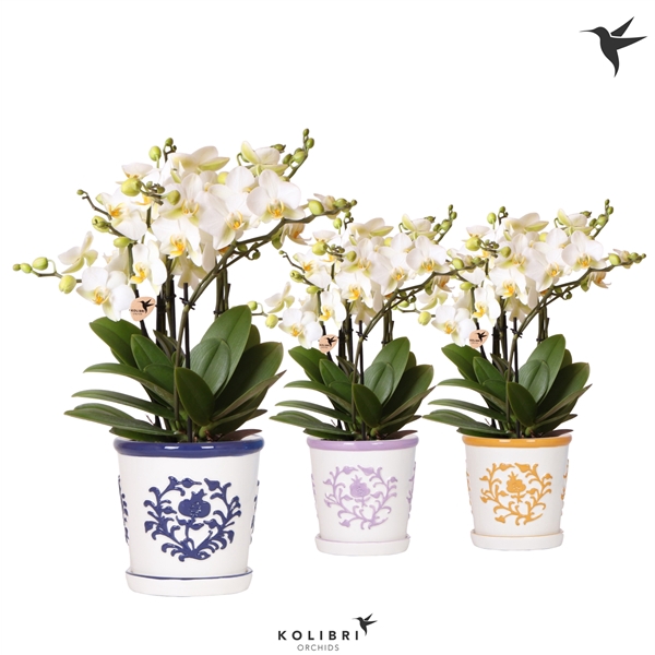 <h4>Kolibri Orchids Phalaenopsis Lausanne in Malaga pot mix</h4>