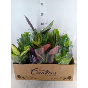 Planten Groen   ...mix 12