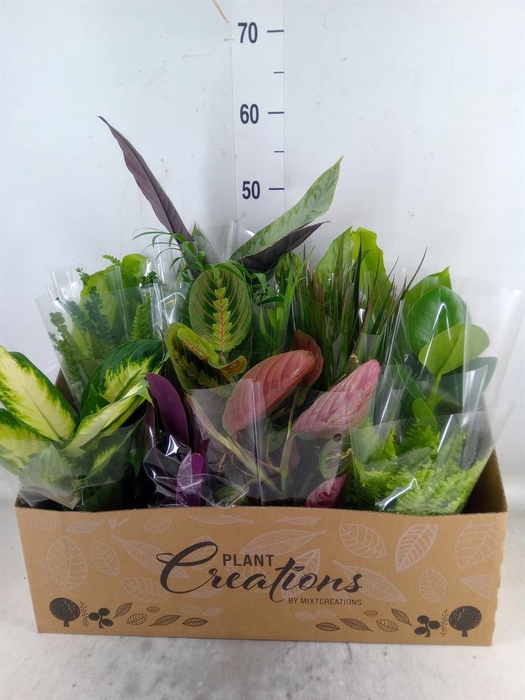 <h4>Planten Groen   ...mix 12</h4>