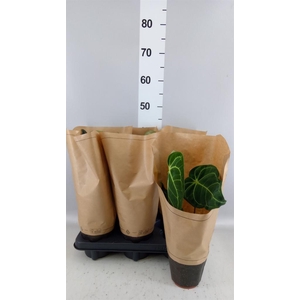 Anthurium   ...
