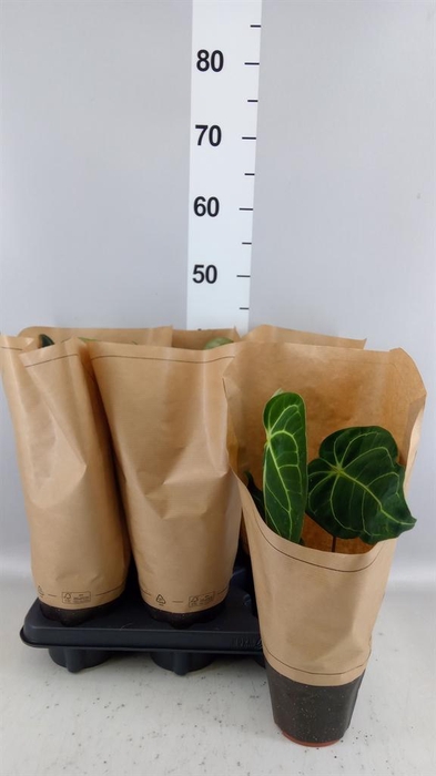 <h4>Anthurium   ...</h4>