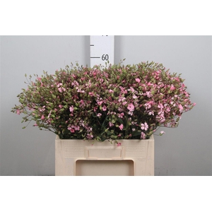 Saponaria Pink