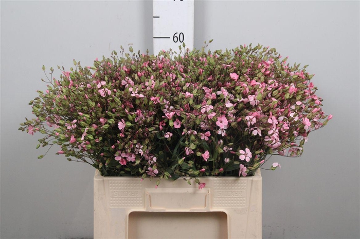 <h4>Saponaria Pink</h4>
