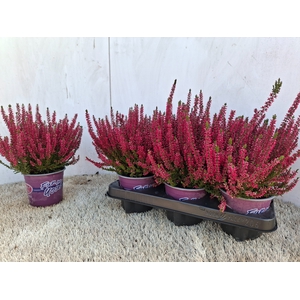 CALLU GA G ROSITA