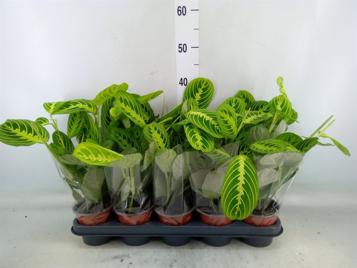 <h4>Maranta leuc. 'Lemon'</h4>