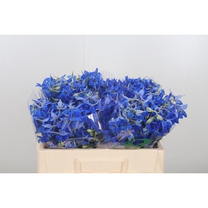 Delphinium Be Atlantis