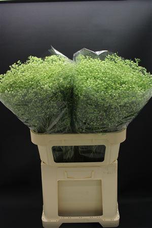 <h4>Gyps Fijn Mint</h4>