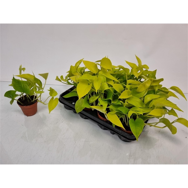 <h4>Epipremnum Pinnatum 'Golden Pothos'</h4>