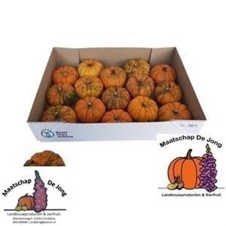 <h4>Cucurbita pepo 'Jack be Little'</h4>