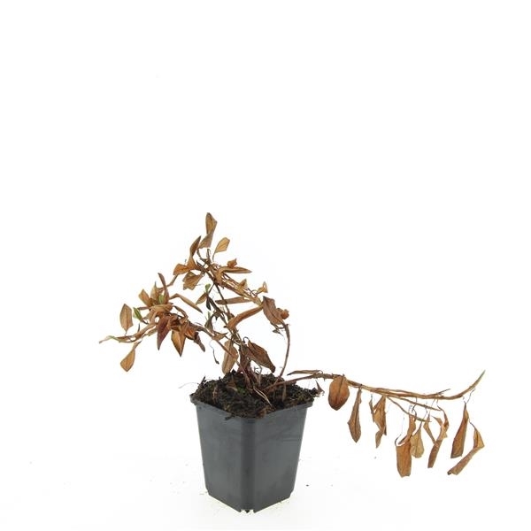 <h4>Persicaria aff. 'Darjeeling Red'</h4>